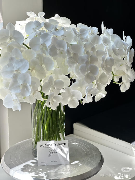 小天鹅蝴蝶兰1支 商品图0