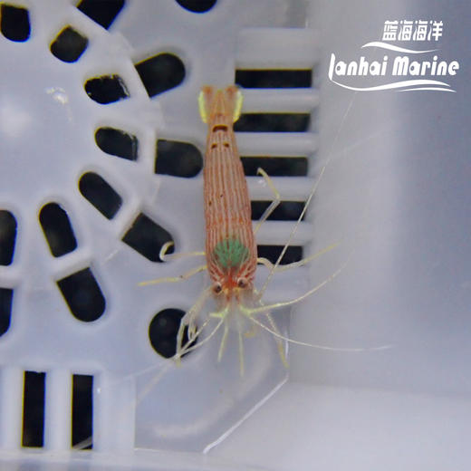 金脚薄荷虾 商品图2