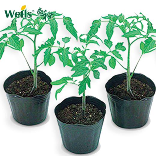 「专业种子」番茄砧木150 番茄专用砧木品种 耐低温性好，能有效提高番茄产量 商品图0