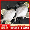 舟山野生银鲳鱼 | 黄金海域活鲜捕捞 急冻锁鲜 全国唯一天然野生银鲳渔场 肉质饱满嫩而不散 刺少肉厚 细腻如蒜瓣 入口鲜甜回甘 商品缩略图1
