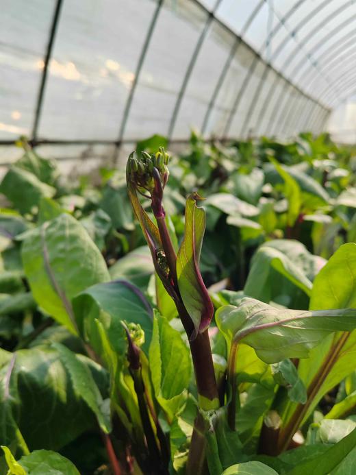 红菜苔500g 商品图8