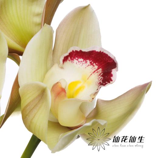 兰花 | 大花蕙兰超级小绿（如有轻微瑕疵不售后，如出现报损按花头赔付） 商品图5