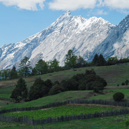 云南｜老药山+虎跳峡高路精华徒步2天1晚，云南“阿勒泰”老药山，高山草甸牧场林海，哈巴玉龙双雪山观景，世界十大最美经典徒步路线之虎跳峡高路，领略山河壮美！五一端午路线提前预定！ 商品图6