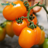 「专业种子」黄冠三号 番茄杂交种子 无限生长型，长势旺盛，产量高，果重18-22g 商品缩略图0
