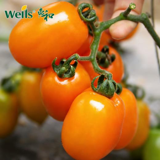 「专业种子」黄冠三号 番茄杂交种子 无限生长型，长势旺盛，产量高，果重18-22g 商品图0
