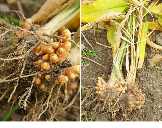 黑胡椒姜黄粉50g 商品图2