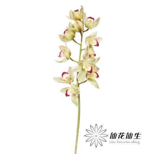 兰花 | 大花蕙兰超级小绿（如有轻微瑕疵不售后，如出现报损按花头赔付） 商品图1