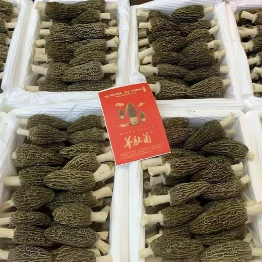 新鲜羊肚菌礼盒 商品图3