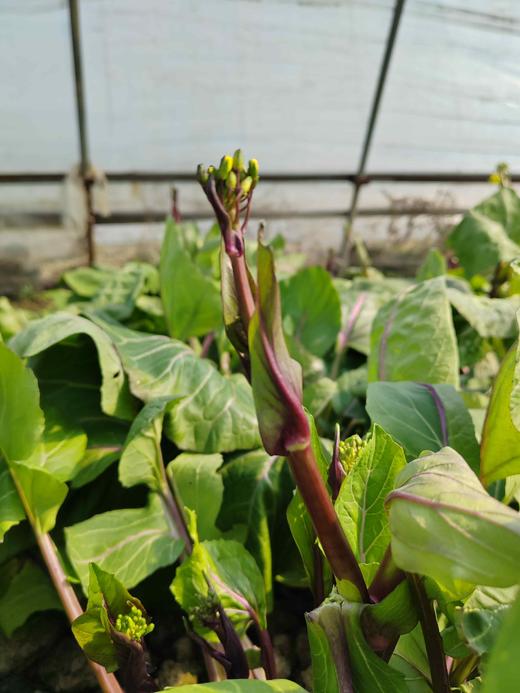 红菜苔500g 商品图10