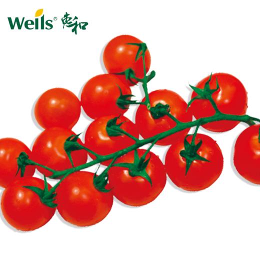 「专业种子」丽妃 番茄杂交种子 植株高性，生育强健，果实圆球型，果重约20g 商品图0
