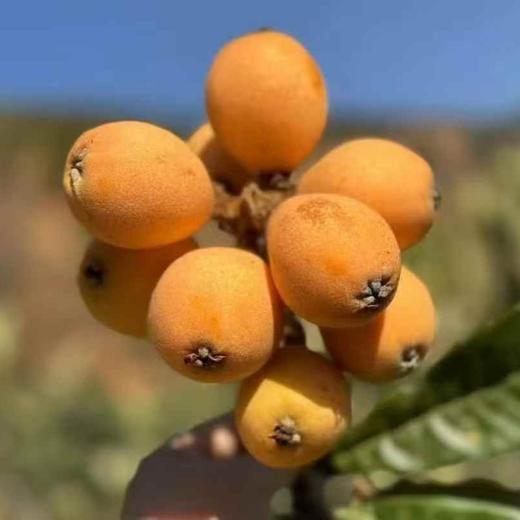 米易枇杷 | 正宗攀枝花米易枇杷 果大肉硬 脆甜多汁 1600米高原种植 不催熟不打膨大剂 自然成熟好味道 商品图2