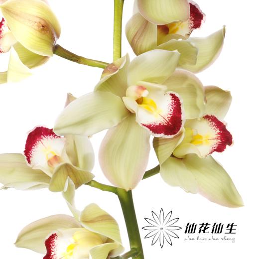 兰花 | 大花蕙兰超级小绿（如有轻微瑕疵不售后，如出现报损按花头赔付） 商品图0