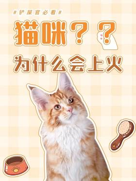 猫咪为什么会上火？