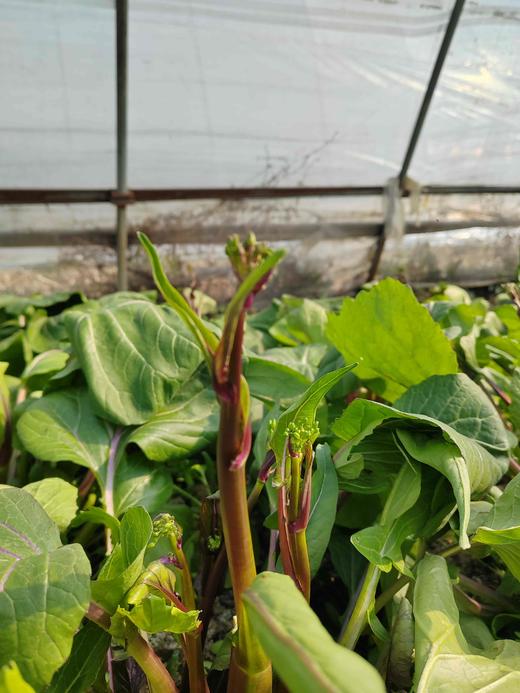 红菜苔500g 商品图6