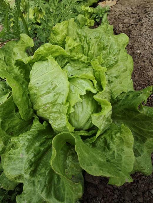 撒欢谷农场・时令新鲜蔬菜 5 斤装 商品图1