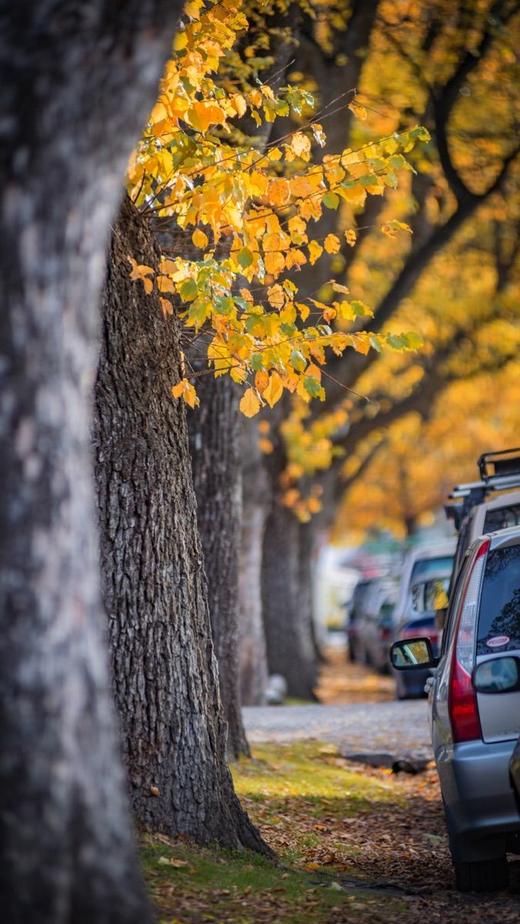 金秋新西兰・光影盛宴17 天摄影团：皇后镇、箭镇、库克山、萤火虫洞、瓦纳卡、好牧羊人教堂、福克斯冰川、霍比特人村 商品图9