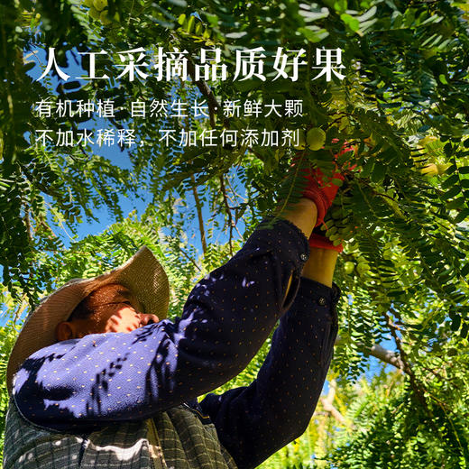 【昀蓉时光· 单盒 · 有机油柑西梅原浆】有机云南油柑 有机新疆西梅 清爽回甘 抑制脂肪 让身体回归轻盈（40ml*7袋） 商品图2