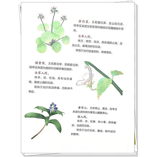 金山本草润童心 唐述权 杜燕 主编 中华优秀传统文化中医药知识启蒙系列青少年读物 9787513293563中国中医药出版社 商品图4