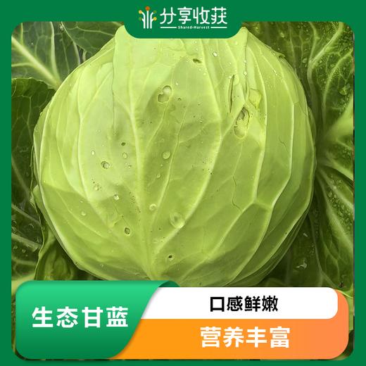 生态甘蓝 | 口感鲜嫩 | 公平贸易*Oxheart Cabbage 商品图0