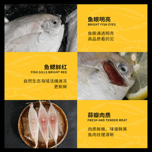 舟山野生银鲳鱼 | 黄金海域活鲜捕捞 急冻锁鲜 全国唯一天然野生银鲳渔场 肉质饱满嫩而不散 刺少肉厚 细腻如蒜瓣 入口鲜甜回甘 商品图5