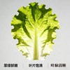杭白菜（1份，约500g） 商品缩略图2