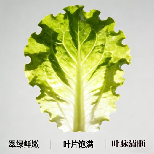 杭白菜（1份，约500g） 商品图2