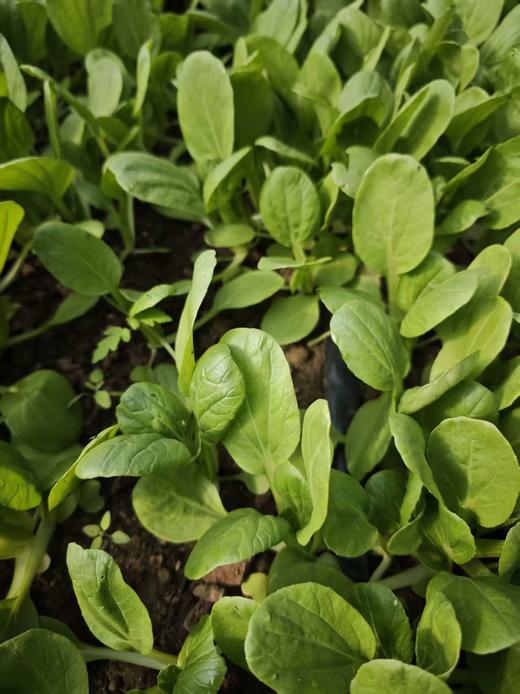 撒欢谷农场・时令新鲜蔬菜 5 斤装 商品图2