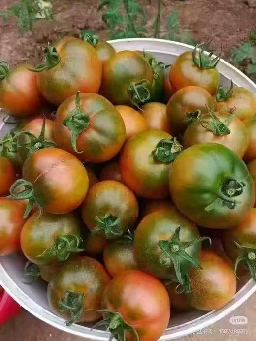 周二取货：【碱地草莓西红柿】一盒9两左右，酸甜清爽，一口爆汁，童年番茄味。 商品图3