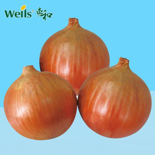 「专业种子」黄锋81 洋葱杂交种子 长日照杂交黄皮洋葱，中早熟，球重约420g 商品图0