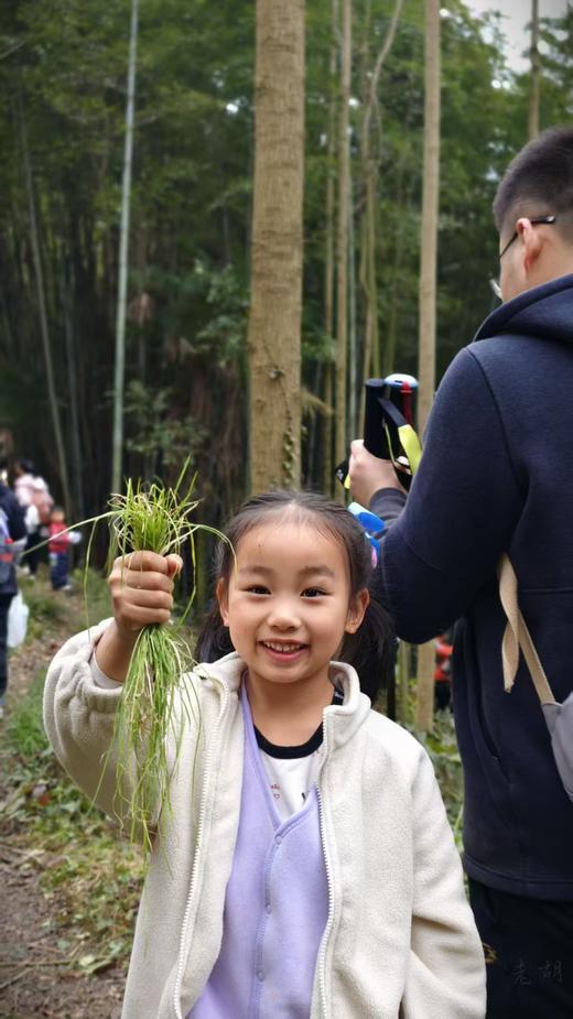 3.14/3.15/4.1/4.2每周一山，亲子徒步！去葛仙山挖野菜，野葱、蕨菜，寻找野生羊肚菌，春日限定美景，趣享自然野趣，走邛崃茶马古道，野生小众路线，人少环境清幽 商品图4