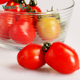 「专业种子」艳妃 番茄杂交种子 无限生长型，生育强健，耐萎凋病，果重约28g