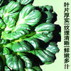 塌菜（1份，约500g） 商品缩略图1