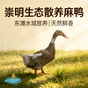 东滩林下散养麻鸭 商品缩略图0