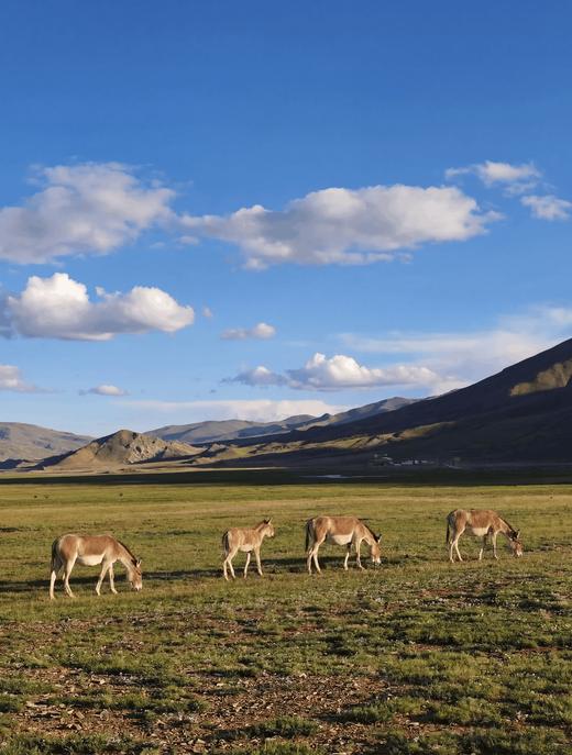 山湖一体的喜马拉雅秘境 |  6日库拉岗日行程 商品图5