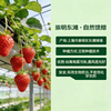爆款热销  东滩红颜草莓 商品缩略图2