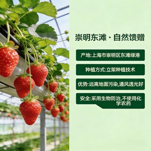爆款热销  东滩红颜草莓 商品图2