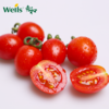 「专业种子」红辉69 番茄杂交种子 植株半停心型，保护地与露地均可种植，果重约25g 商品缩略图0
