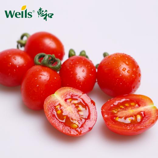 「专业种子」红辉69 番茄杂交种子 植株半停心型，保护地与露地均可种植，果重约25g 商品图0