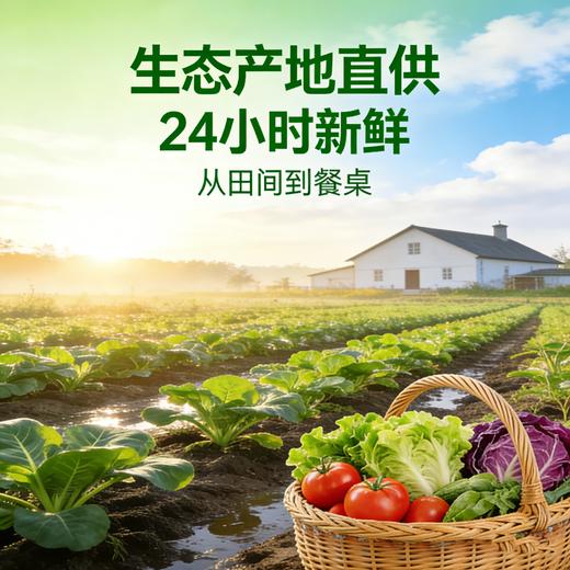 【东滩绿港】生态蔬菜体验餐B（绿色基地种植） 商品图3