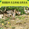 【东滩绿港】崇明老鸭（1年以上） 商品缩略图1