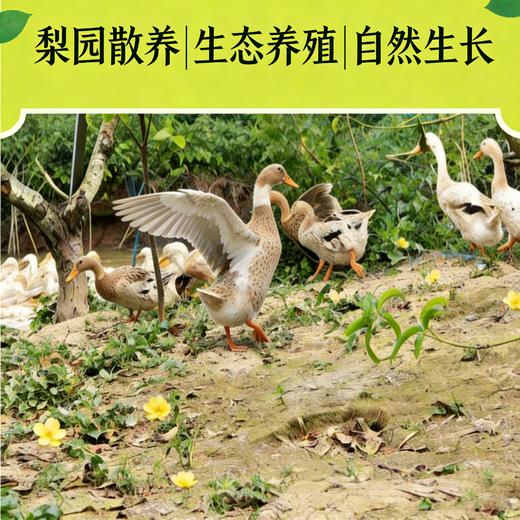 【东滩绿港】崇明老鸭（1年以上） 商品图1