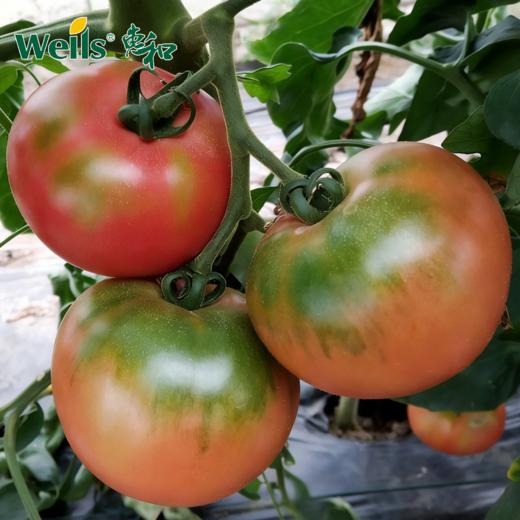 「专业种子」青太郎 番茄杂交种子 糖度更高，品质更佳，果重120-150g 商品图0