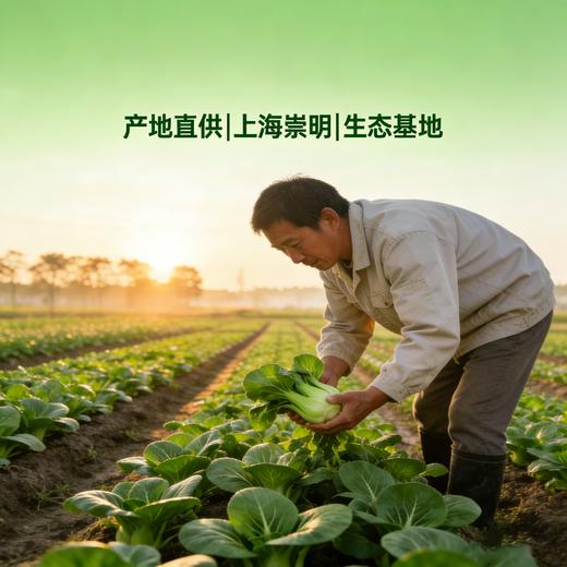【每周特惠】生态蔬菜超值体验套餐-（青菜 杭白菜 油麦菜各一斤） 商品图1