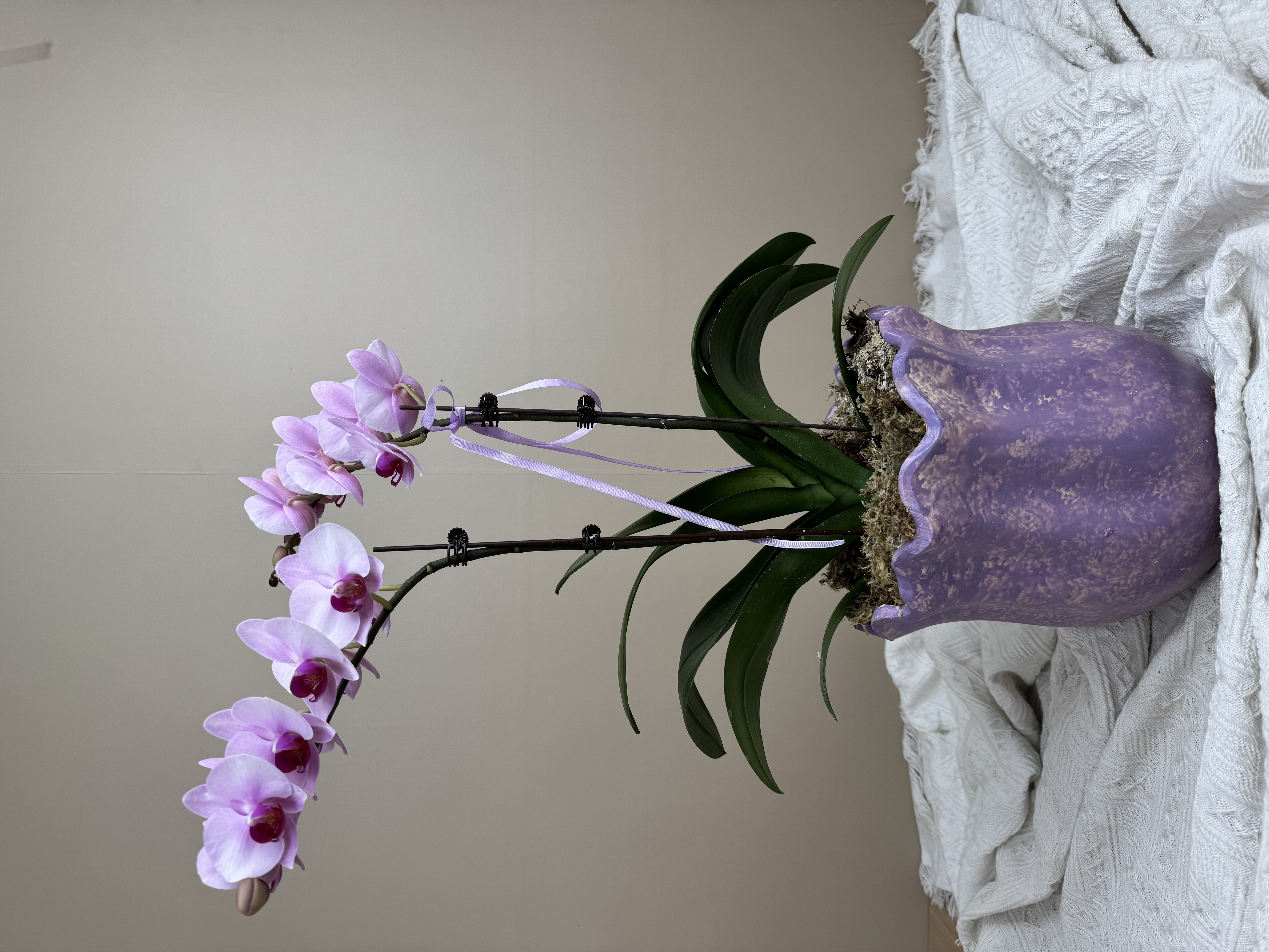 【江浙沪快递】春日里一抹清新的蝴蝶兰 大白/薄荷绿/艾玛/小女孩/杭州女孩/大辣椒/绿精灵