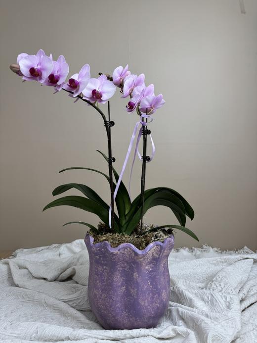 【江浙沪快递】春日里一抹清新的蝴蝶兰 大白/薄荷绿/艾玛/小女孩/杭州女孩/大辣椒/绿精灵 商品图0