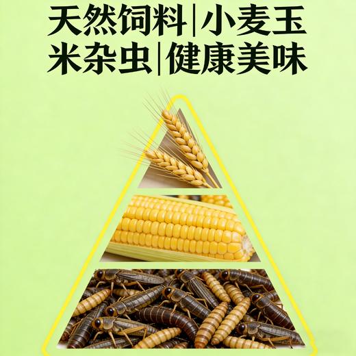 【东滩绿港】崇明老鸭（1年以上） 商品图2