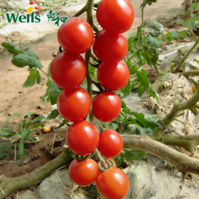 「专业种子」粉娘 番茄杂交种子 无限生长型，早熟，圆球形，果重20-30g