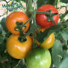 「专业种子」秀太郎 番茄杂交种子 橙转红即可收获的高糖度红果番茄，果重80-100g 商品缩略图0