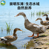 东滩林下散养麻鸭 商品缩略图3