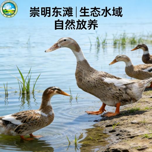 东滩林下散养麻鸭 商品图3